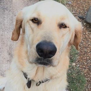 Meet your Posher, Koa